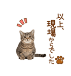 敬語のマンチカンスタンプ（個別スタンプ：9）