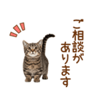 敬語のマンチカンスタンプ（個別スタンプ：10）