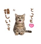 敬語のマンチカンスタンプ（個別スタンプ：11）