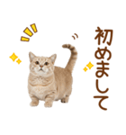 敬語のマンチカンスタンプ（個別スタンプ：12）