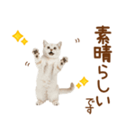敬語のマンチカンスタンプ（個別スタンプ：13）