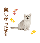 敬語のマンチカンスタンプ（個別スタンプ：14）