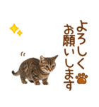 敬語のマンチカンスタンプ（個別スタンプ：15）