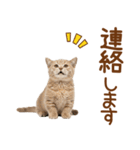 敬語のマンチカンスタンプ（個別スタンプ：17）