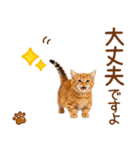 敬語のマンチカンスタンプ（個別スタンプ：18）