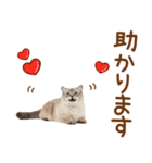 敬語のマンチカンスタンプ（個別スタンプ：19）