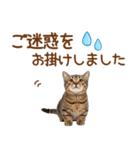 敬語のマンチカンスタンプ（個別スタンプ：21）