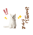 敬語のマンチカンスタンプ（個別スタンプ：22）