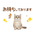 敬語のマンチカンスタンプ（個別スタンプ：24）