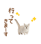 敬語のマンチカンスタンプ（個別スタンプ：25）