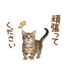 敬語のマンチカンスタンプ（個別スタンプ：26）