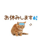 敬語のマンチカンスタンプ（個別スタンプ：28）