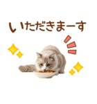 敬語のマンチカンスタンプ（個別スタンプ：29）