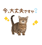敬語のマンチカンスタンプ（個別スタンプ：30）