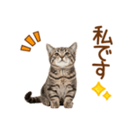 敬語のマンチカンスタンプ（個別スタンプ：32）