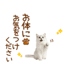 敬語のマンチカンスタンプ（個別スタンプ：33）