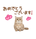 敬語のマンチカンスタンプ（個別スタンプ：39）