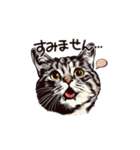 営業の猫本さん（個別スタンプ：16）