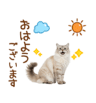 敬語のサイベリアンスタンプ（個別スタンプ：1）