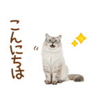 敬語のサイベリアンスタンプ（個別スタンプ：2）