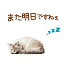敬語のサイベリアンスタンプ（個別スタンプ：4）