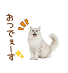 敬語のサイベリアンスタンプ（個別スタンプ：5）