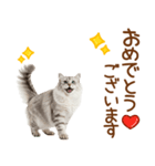 敬語のサイベリアンスタンプ（個別スタンプ：6）