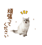 敬語のサイベリアンスタンプ（個別スタンプ：7）