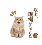 敬語のサイベリアンスタンプ（個別スタンプ：9）