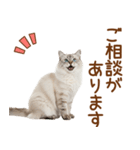 敬語のサイベリアンスタンプ（個別スタンプ：10）