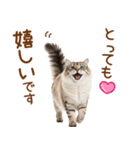 敬語のサイベリアンスタンプ（個別スタンプ：11）
