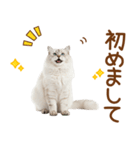 敬語のサイベリアンスタンプ（個別スタンプ：12）