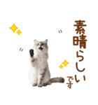 敬語のサイベリアンスタンプ（個別スタンプ：13）