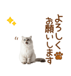 敬語のサイベリアンスタンプ（個別スタンプ：15）