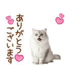敬語のサイベリアンスタンプ（個別スタンプ：16）