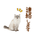 敬語のサイベリアンスタンプ（個別スタンプ：17）