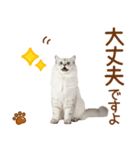 敬語のサイベリアンスタンプ（個別スタンプ：18）