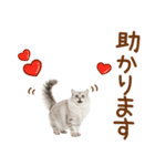 敬語のサイベリアンスタンプ（個別スタンプ：19）