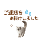 敬語のサイベリアンスタンプ（個別スタンプ：21）