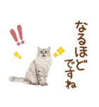 敬語のサイベリアンスタンプ（個別スタンプ：22）