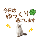 敬語のサイベリアンスタンプ（個別スタンプ：23）