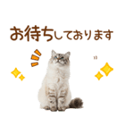敬語のサイベリアンスタンプ（個別スタンプ：24）