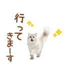 敬語のサイベリアンスタンプ（個別スタンプ：25）