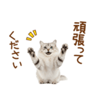 敬語のサイベリアンスタンプ（個別スタンプ：26）