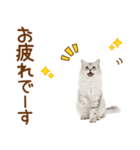 敬語のサイベリアンスタンプ（個別スタンプ：27）