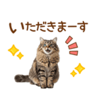 敬語のサイベリアンスタンプ（個別スタンプ：29）