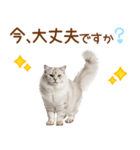 敬語のサイベリアンスタンプ（個別スタンプ：30）
