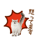 敬語のサイベリアンスタンプ（個別スタンプ：31）