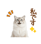 敬語のサイベリアンスタンプ（個別スタンプ：32）