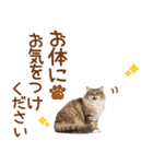 敬語のサイベリアンスタンプ（個別スタンプ：33）